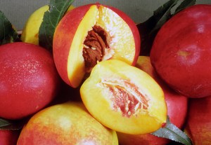 Garden Delight Miniature Nectarine